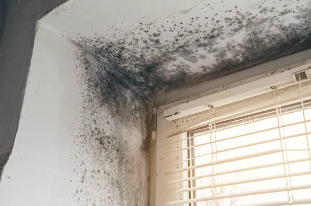 Affordable Mold Removal solutions in Hendersonville, TN